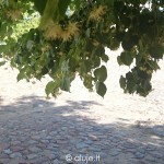 liepu_sakos1