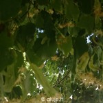 liepu_sakos2